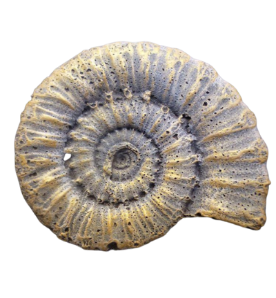 FOSSIL MOULD MEDIUM