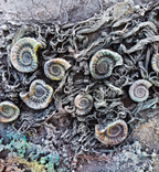 FOSSIL MOULD MEDIUM