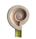 FOSSIL MOULD MEDIUM